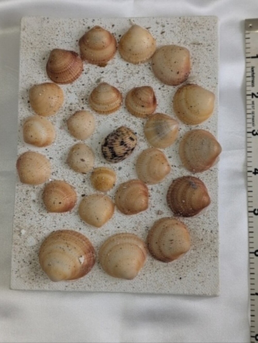 Set of three shell art panels. Perfect for girls bedroom! Seashell Art Trio - Picture 5 of 9